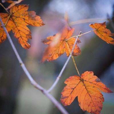 世界板球锦标赛